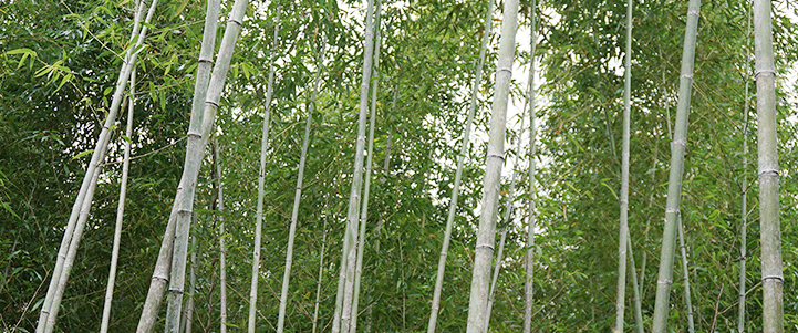宮崎県米良山より採取された最高級真竹のみを使用